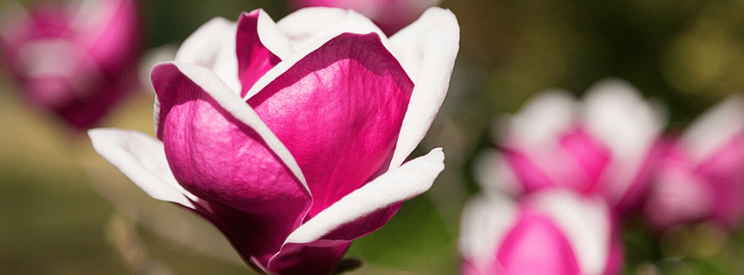 Beecroft MAGNOLIA This an image of a beautiful Magnolia flower in bloom